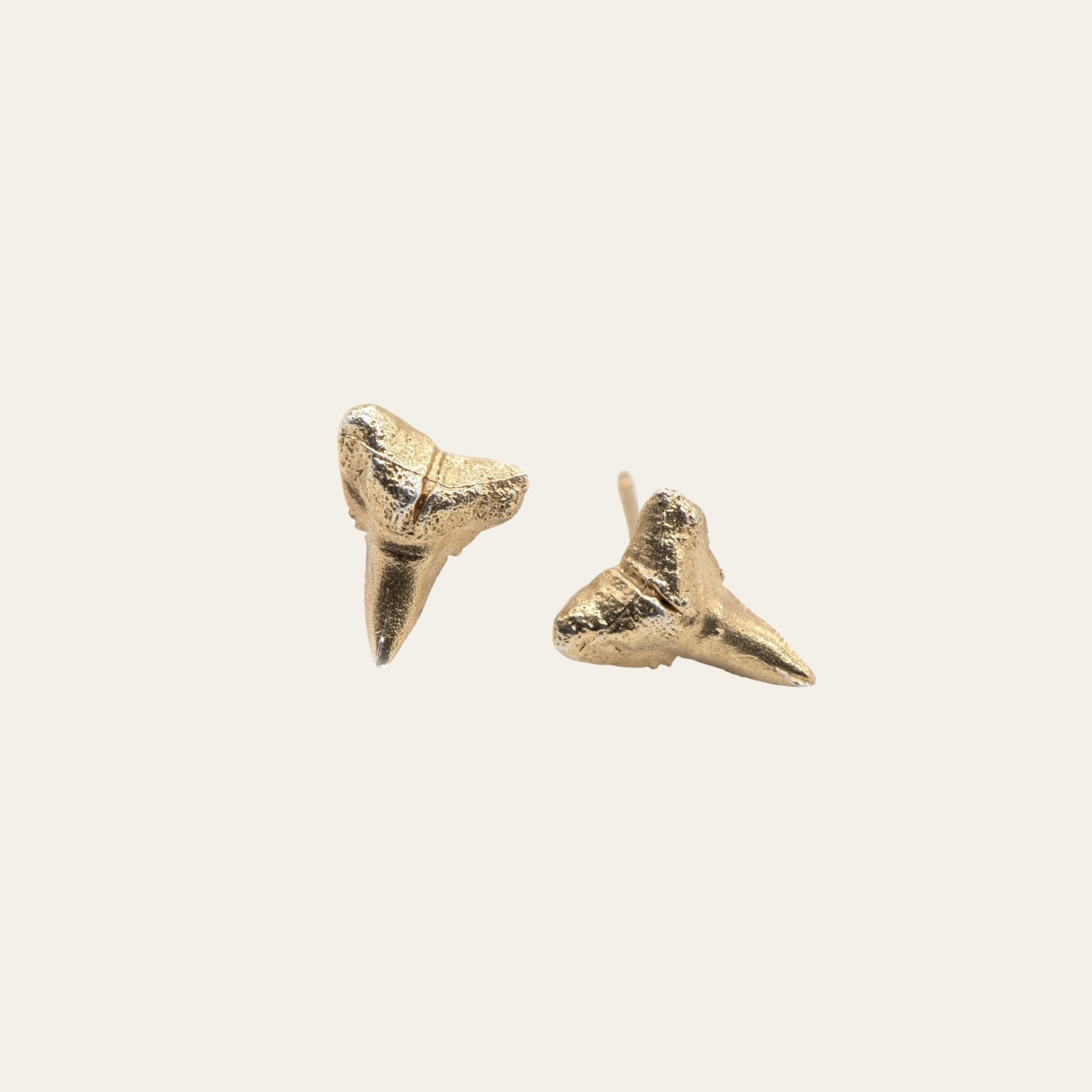 Solid 9ct Gold Fossilised Shark Tooth Studs - Dainty London